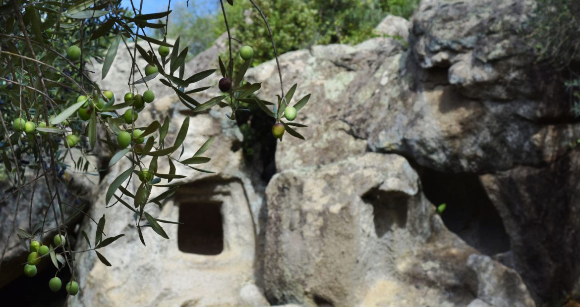 ulivi-secolari-2019