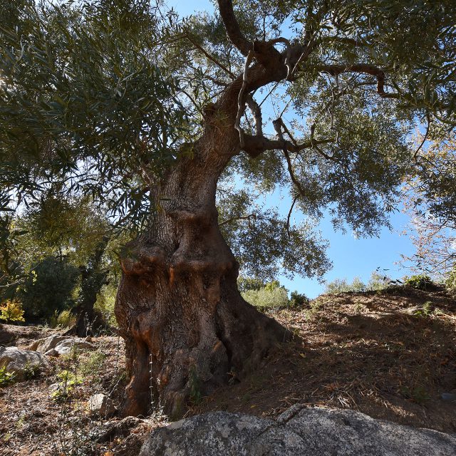 olivo-tédili-01