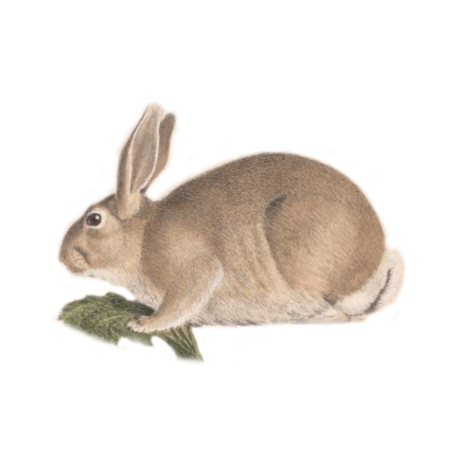 Coniglio selvatico
