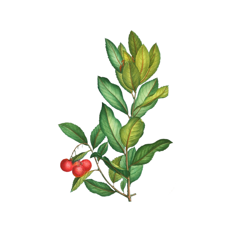 corbezzolo corbezzolo