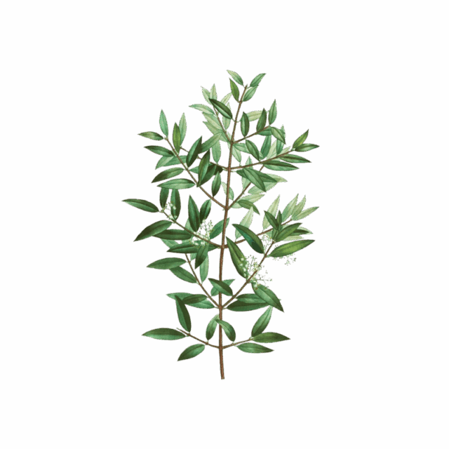 Fillirea