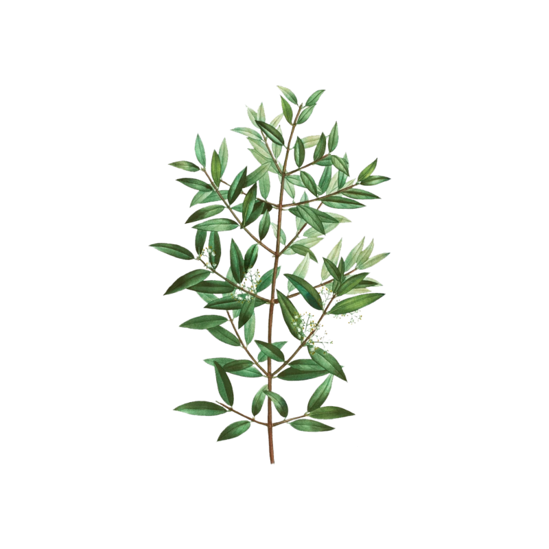 Fillirea Fillirea