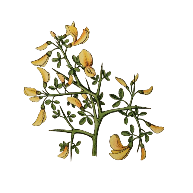 Ginestra spinosa