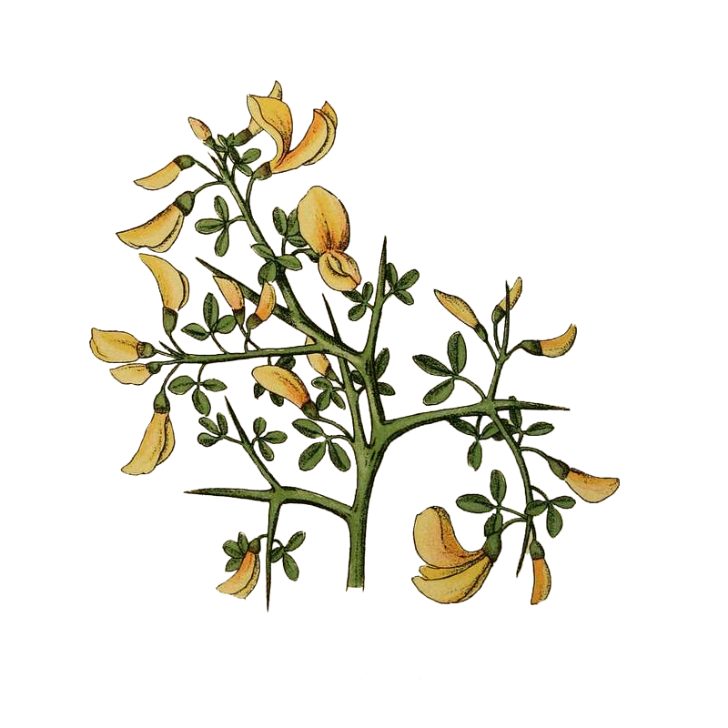 Ginestra spinosa Ginestra spinosa