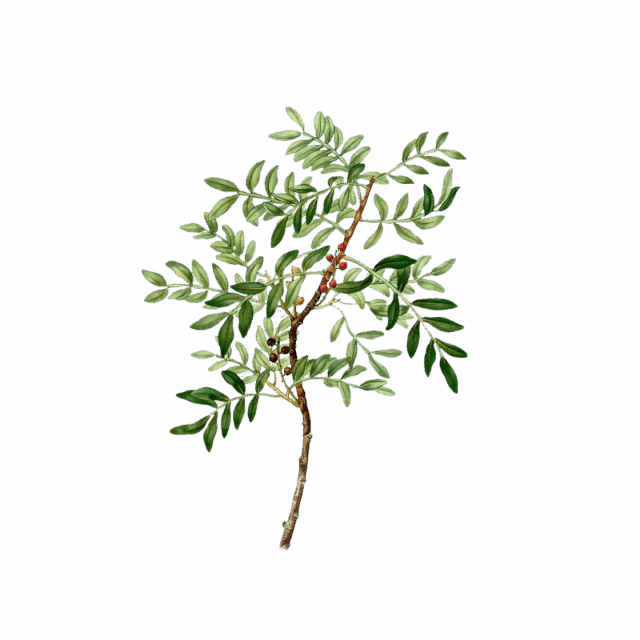 Lentisco