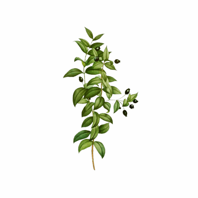 Mirto