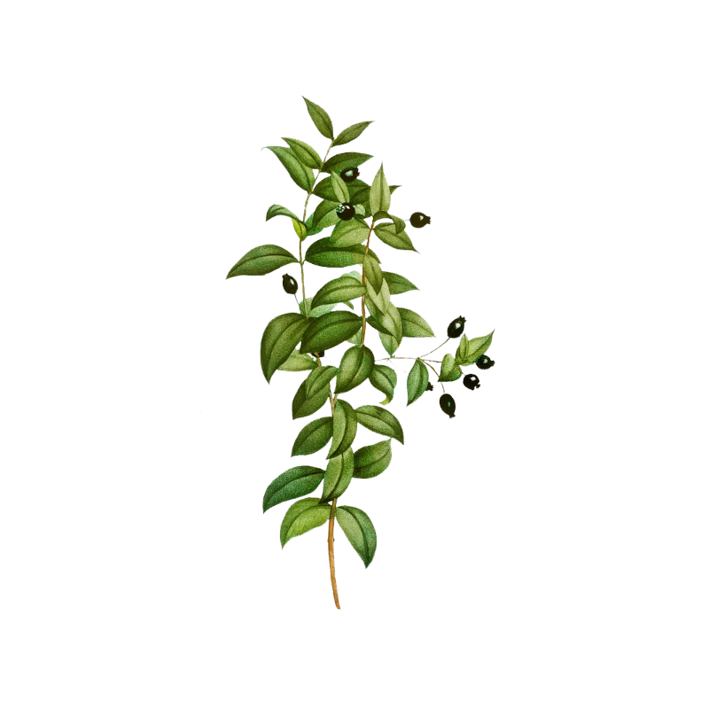 Mirto Mirto