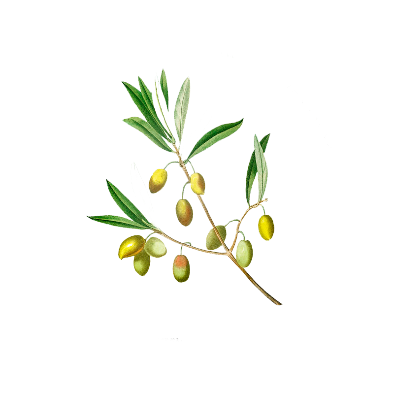 Olivastro Olivastro