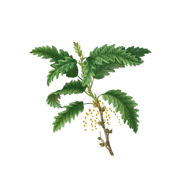Roverella