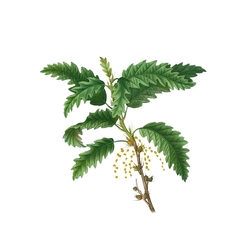 Roverella Roverella